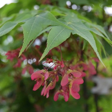 Acer palmatum 'Ôsakazuki'